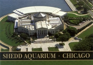 shedd-aquarium