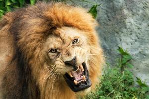 roaring lion