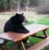 bear-sitting-picnic-table