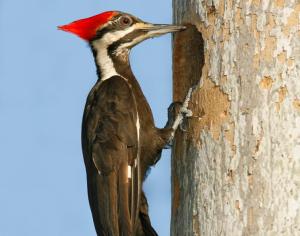 Woodpecker