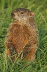 groundhog4