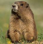 Groundhog5