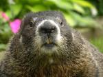 groundhog6