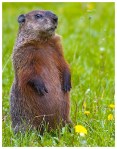 groundhog7