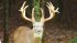whitetail9.1