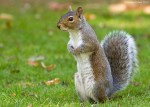 squirrel8
