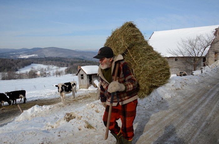 Farmer feeding his cows hay in Waitsfield, Vermont.